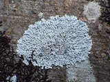 Physcia clementei image