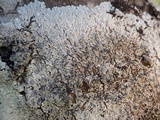 Physcia clementei image