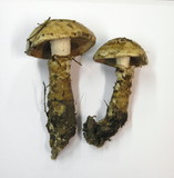 Hebeloma radicosum image
