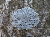 Physcia clementei image