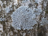 Physcia clementei image