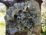 Parmotrema hypoleucinum image
