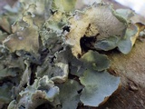 Parmotrema hypoleucinum image