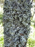 Parmotrema reticulatum image