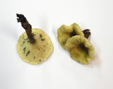 Hygrophoropsis aurantiaca image