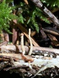 Onygena corvina image