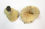 Lactarius pubescens image