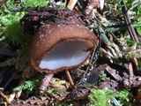 Humaria hemisphaerica image