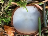 Humaria hemisphaerica image