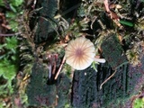 Lichenomphalia umbellifera image