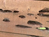Oligoporus amarus image