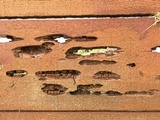 Oligoporus amarus image