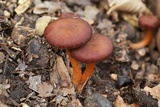 Hygrophorus cokeri image