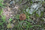 Aureoboletus innixus image