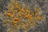 Caloplaca bolacina image