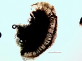 Buellia badia image