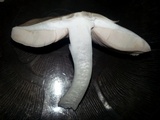 Pluteus petasatus image