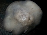 Pluteus petasatus image