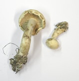 Tricholoma stiparophyllum image