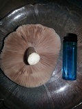 Pluteus petasatus image