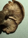 Cleistocybe vernalis image