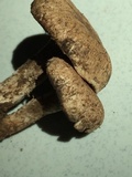 Cleistocybe vernalis image