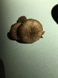 Cleistocybe vernalis image