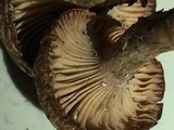 Cleistocybe vernalis image