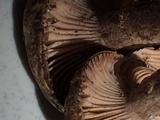Cleistocybe vernalis image