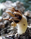 Lysurus cruciatus image