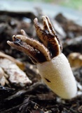Lysurus cruciatus image