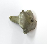 Tricholoma sciodes image