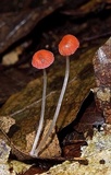 Atheniella adonis image