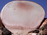 Scleroderma areolatum image