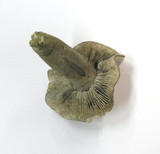 Tricholoma sciodes image
