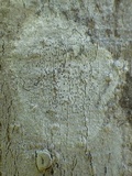 Arthonia pruinata image