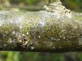 Arthopyrenia punctiformis image