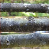 Arthopyrenia punctiformis image