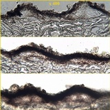 Arthopyrenia punctiformis image