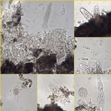 Arthopyrenia punctiformis image