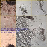 Arthopyrenia punctiformis image