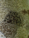 Lecidella elaeochroma f. elaeochroma image