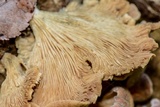 Panus neostrigosus image