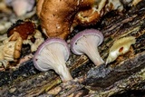 Panus neostrigosus image