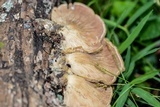 Panus neostrigosus image