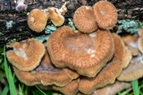 Panus neostrigosus image