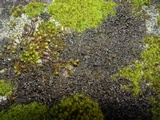 Collema nigrescens image