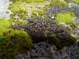 Collema nigrescens image