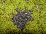 Collema nigrescens image