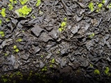 Collema furfuraceum image